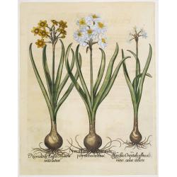 Narcissus nobilis Orientalis polyanthosmixtus ..