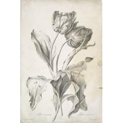 Tulipe des Jardins. Tulipa gesneriana. L.