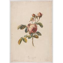 Rose à cent feuilles - Rosa contifolia L.