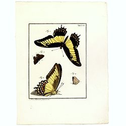 [Four butterflies on one sheet]