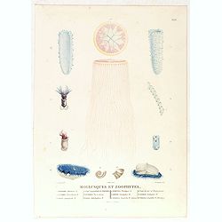 Mollusques et Zoophytes [plate XXX]