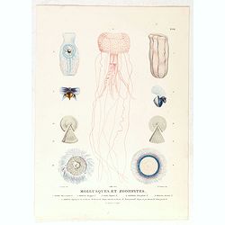 Mollusques et Zoophytes [plate XXXI]
