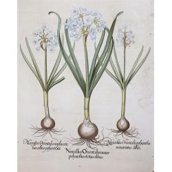 Narcissus Orientalis maior polyanthos totus albus / Narcissus orientalis mediustotus albus polyanthos / Narcissus Orientalis polyanthos minortotus albus