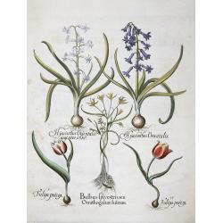 Bulbus sylvestrisseu Orithogallum luteum / Hyacinthus Orientalis/Hyacinthus Orientalis argenteo colore / Tulipa praecox/Tulipa praecox