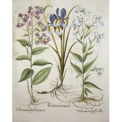 Iris pratensis maior. / Viola martonalis flore albo- purpuro.