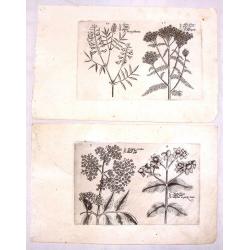 (Two Botanical Copperplates)