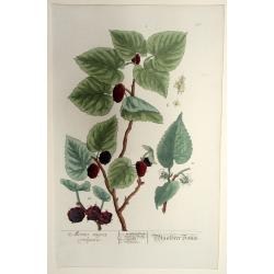Morus nigra vulgaris. Maulbeer Baum. [Mulberry tree]